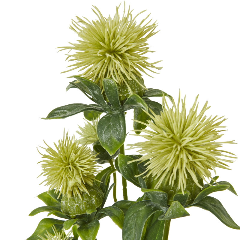 Anastasija Arrangement, Green