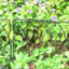 Clôture de jardin décorative H 16 po x l 18 po, clôture pour chien (ensemble de 5)