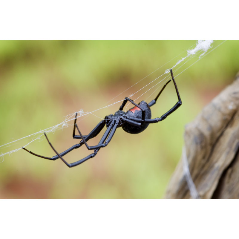 Femme veuve noire par Mark Kostich, H 8 po x l 12 po