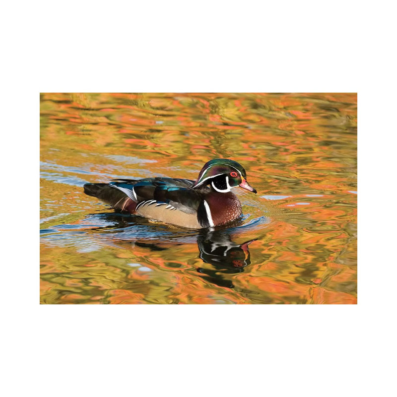 Wood Duck Male in Breeding Plumage, North Chagrin Reservation, Ohio 1 Piece Wrapped Canvas Wall Art