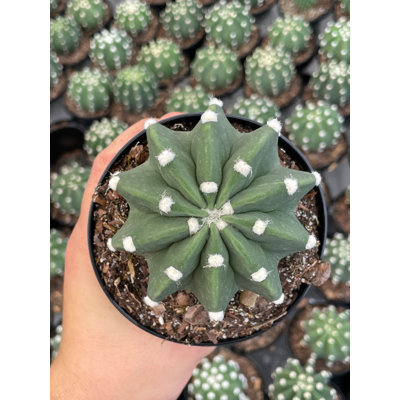 Easter Lily Cactus Echinopsis Subdenudata Domino Cactus SandDollar Cactus A