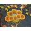 Navy Blue Color Field Antique Floral Pattern Chinese Deco Rug