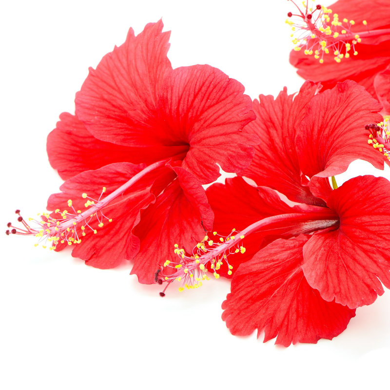 Badiu Hibiscus - Photographie sur toile tendue, H 36 po x l 36 po
