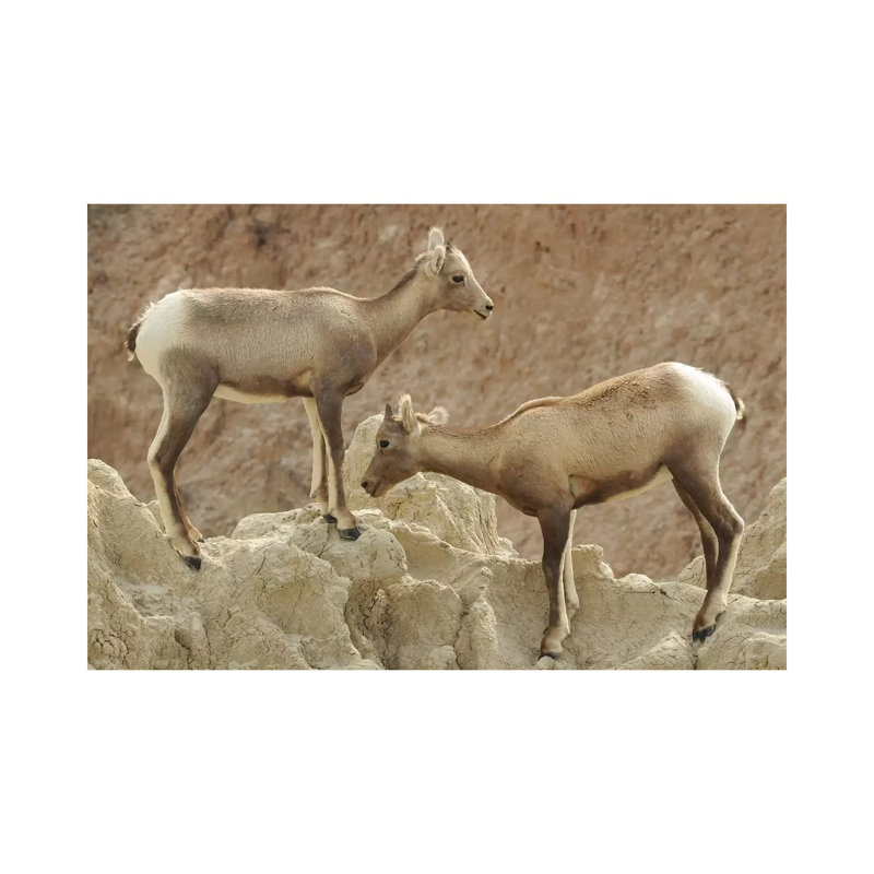 Bighorn Sheep Lambs by Brian Wolf - Wrapped Canvas Print, 20.32cm H x 30.48cm W x 1.91cm D
