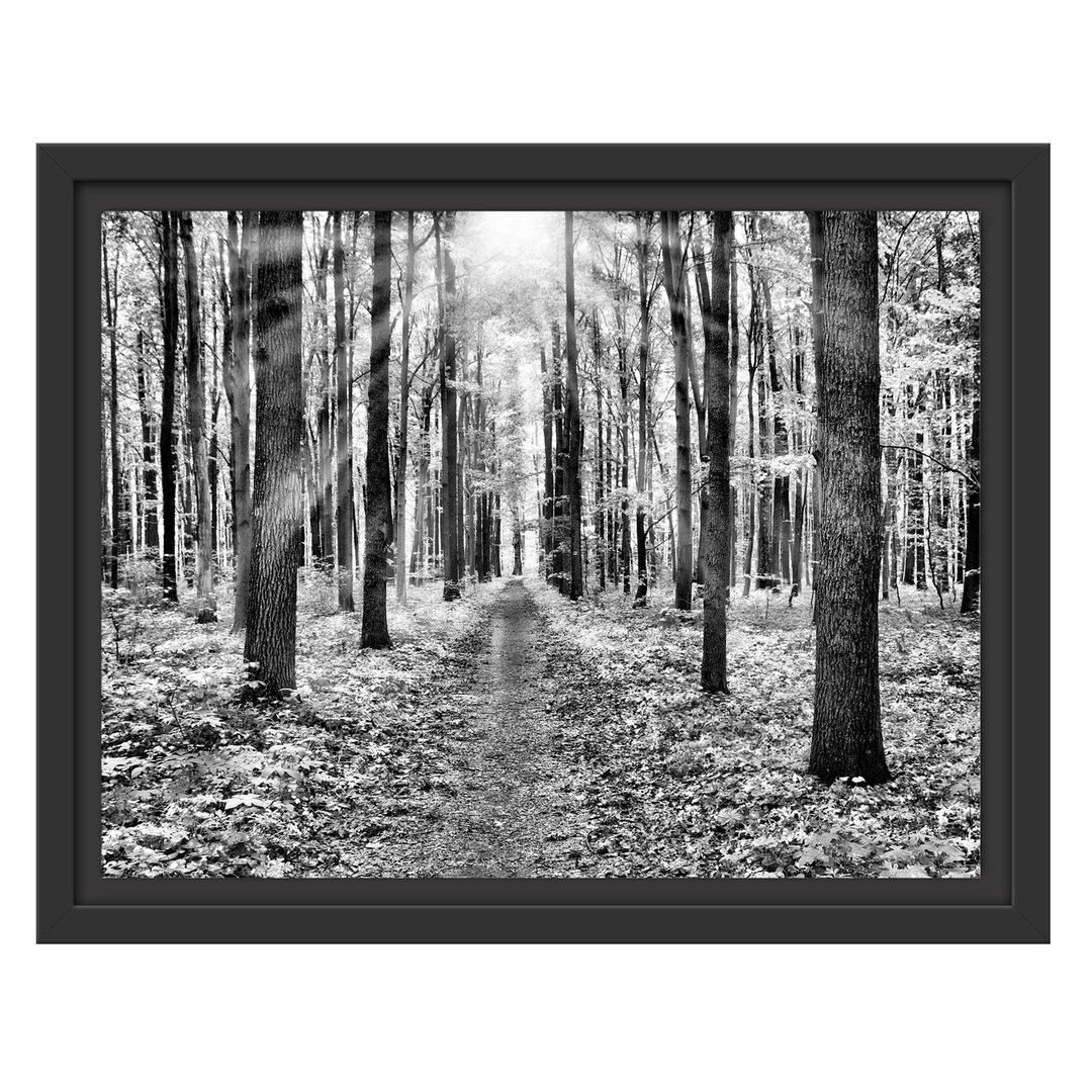 Gerahmtes Wandbild Sonnenlicht Wald