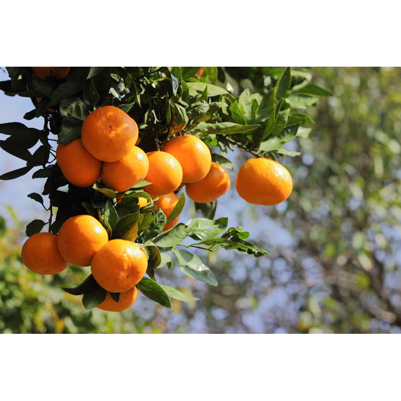 Tangerines On The Tree - Wrapped Canvas Print, 30cm H x 46cm W x 3.8cm D