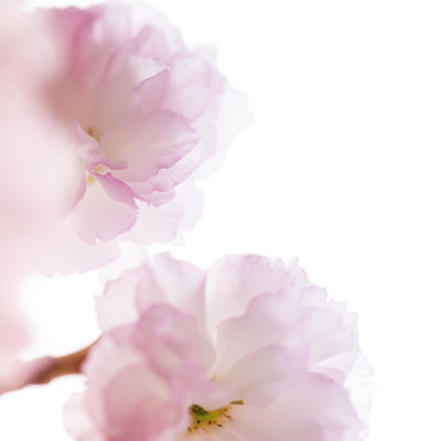 Cherry Blossom - Wrapped Canvas Print