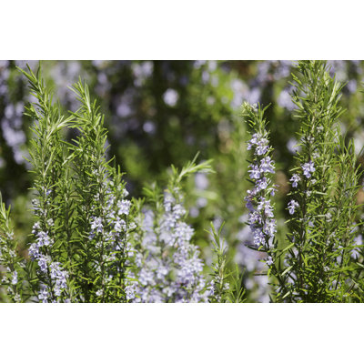 Rosemary by Temmuzcan