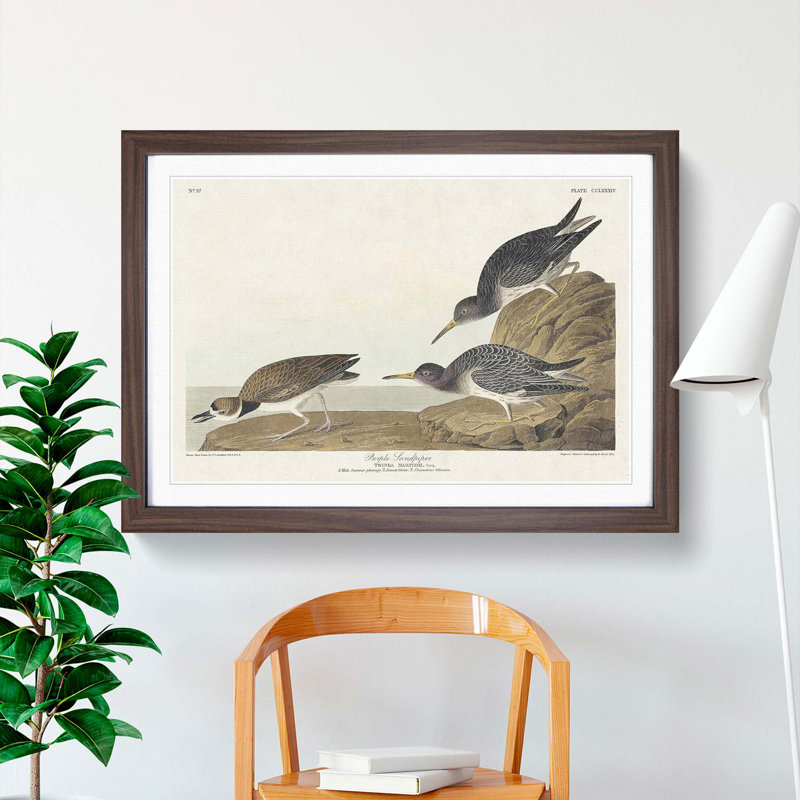 Sandpiper Birds by John Audubon - Picture Frame Painting Print, 27cm H x 36cm W x 2cm D, Walnut Framed