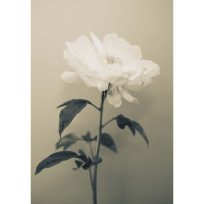 Peony Still Life Print