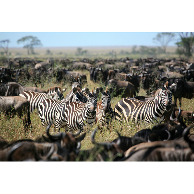 Zebra'S Among A Migrating by Rhardholt - Wrapped Canvas Print, 81cm H x 122cm W