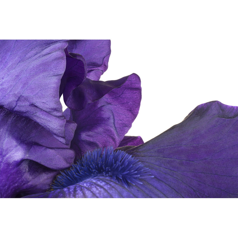 Arreona Arreona Iris - Wrapped Canvas Print, 30cm H x 46cm W x 3.8cm D