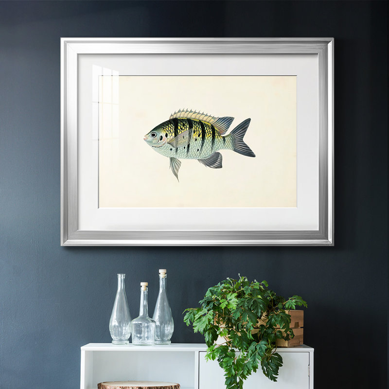 «Tropical Fish Collection VI», reproduction d'art encadrée, Argent, H 15 po x l 21 po x P 1,5 po