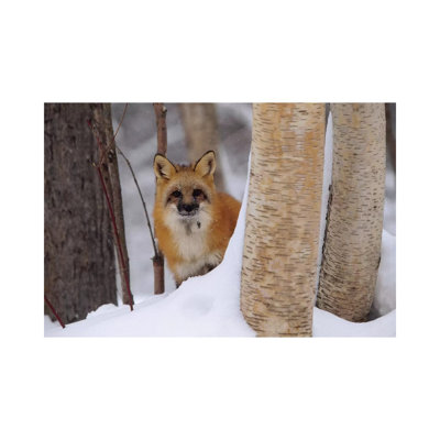 Red Fox Looking Out From Behind Trees In A Snowy Forest, Montana by Tim Fitzharris - No Frame Gallery-Wrapped Canvas Giclée on Canvas
