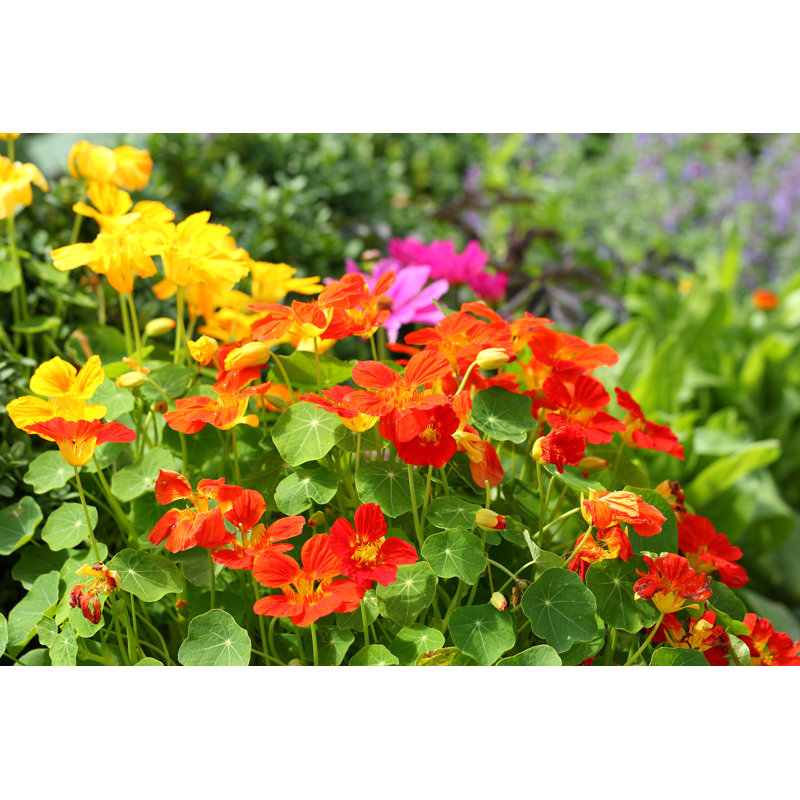 Nasturtium by BasieB - Wrapped Canvas Print, 51cm H x 76cm W x 3.8cm D