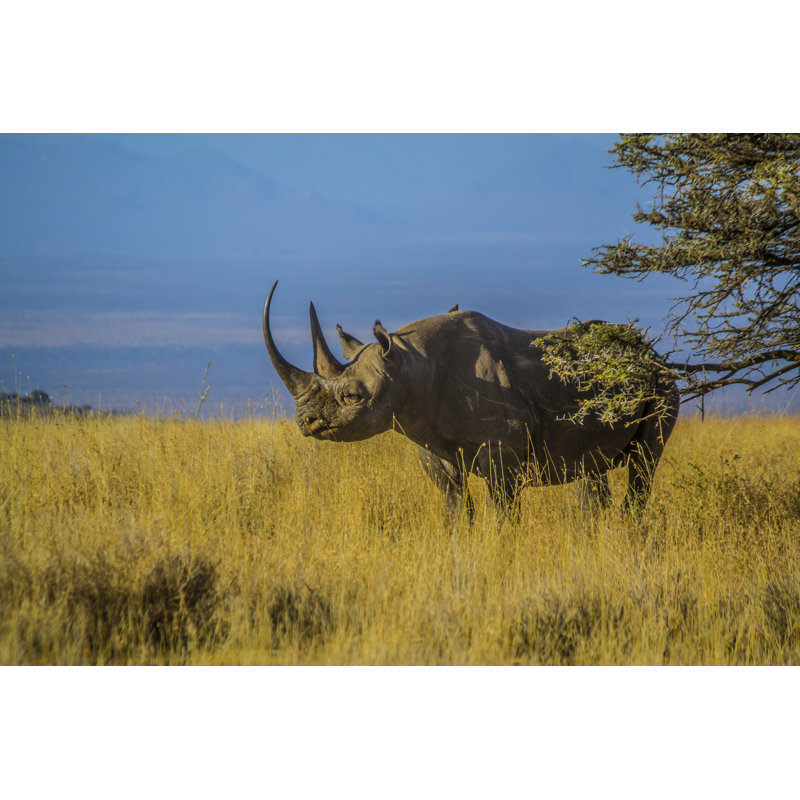 " Black Rhino " by Steve Toom