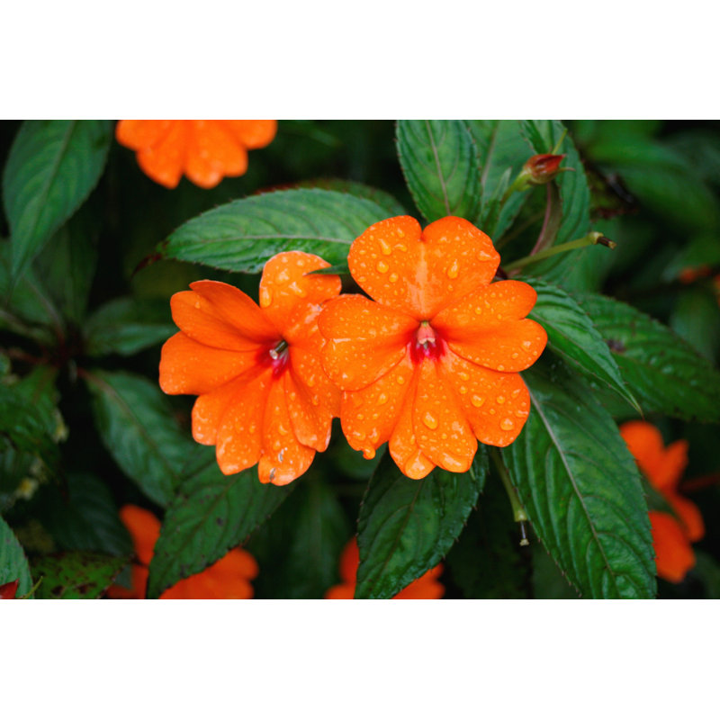 " New Guinea Impatiens " by L-Hamilton, 12" W x 8" H