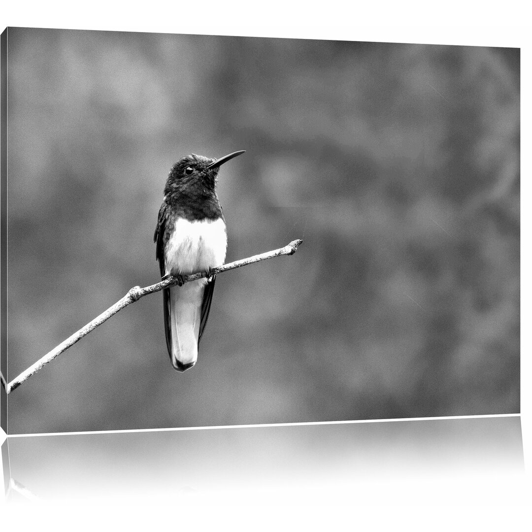 Leinwandbild Kleiner farbenfroher Vogel in Monochrom