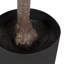 Figuier en figuier avec pot Portell-844837712-840316671