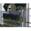 Orchids Centerpiece in Glass Planter-322954511-322954505