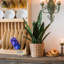 Plante de serpent en pot-1664396182