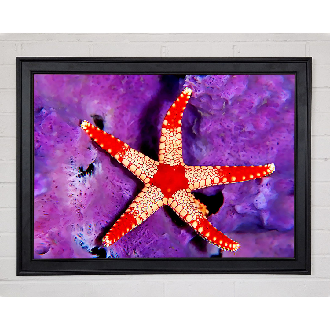 Gerahmtes Leinwandbild Starfish On Purple