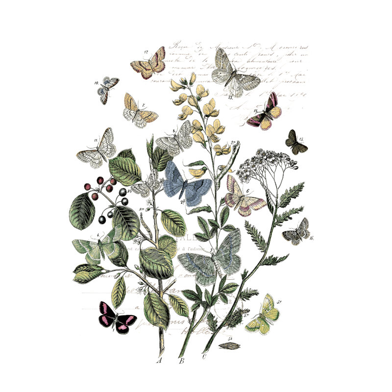 Botanical Butters - Wrapped Canvas Print, 46cm H x 30cm W