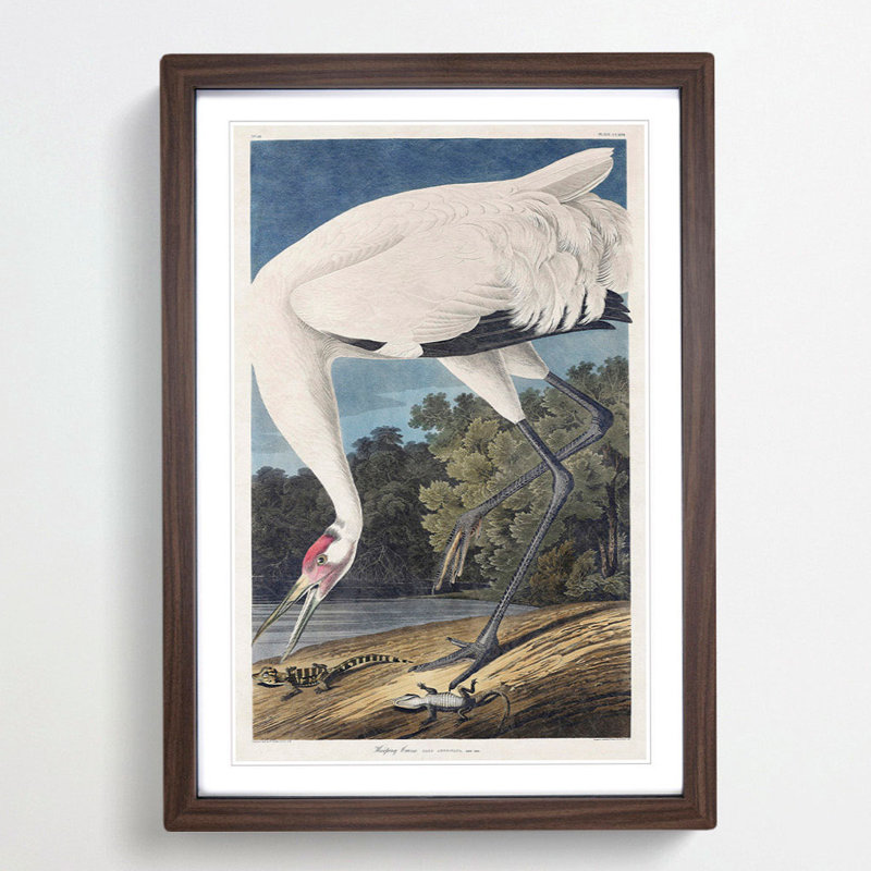 Hooping Crane Bird by John Audubon - Picture Frame Painting Print on MDF, 65cm H x 48cm W x 2cm D, Walnut Framed
