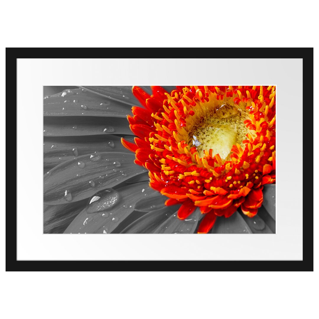 Gerahmtes Poster Gerbera mit Wassertropfen