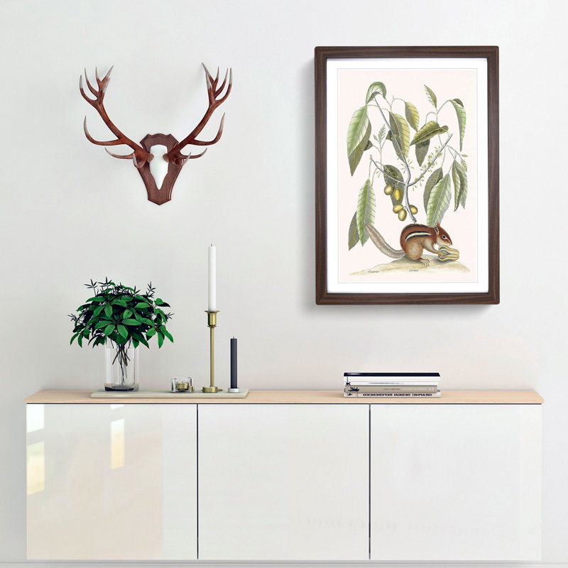 Ground Squirrel by Mark Catesby - Picture Frame Painting Print, Walnut Framed, 36cm H x 27cm W x 2cm D