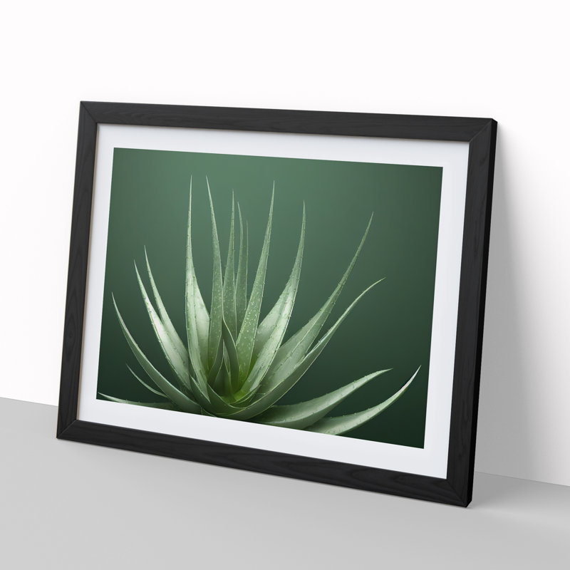 Stunning Aloe Vera Plant - Single Picture Frame Print, Black, 46cm H x 64cm W x 2cm D