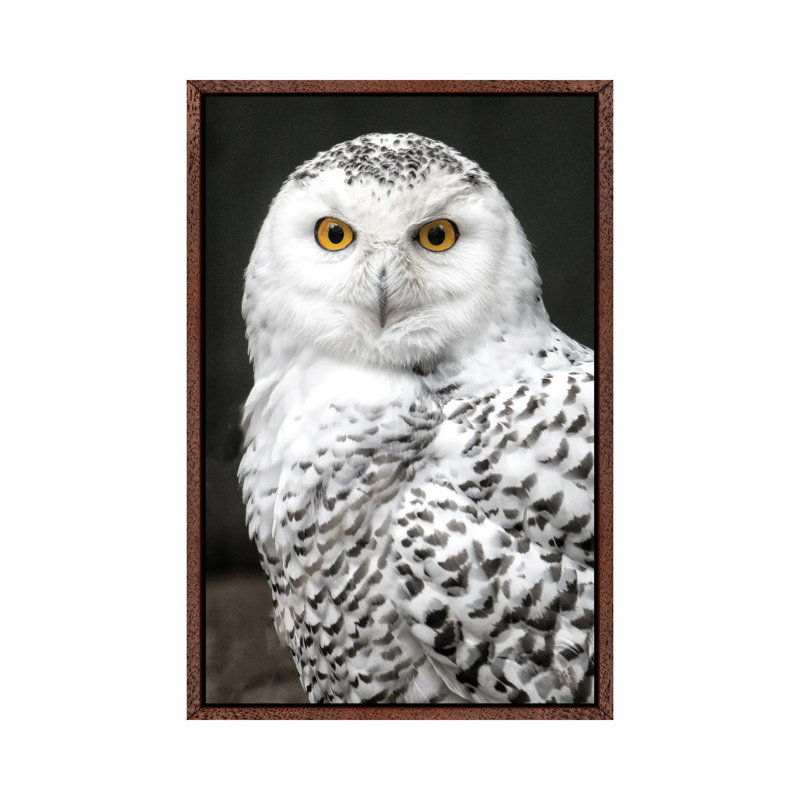 Snowey by David Gardiner - Print on Canvas, Brown Framed, 66.04 cm H x 45.72 cm W