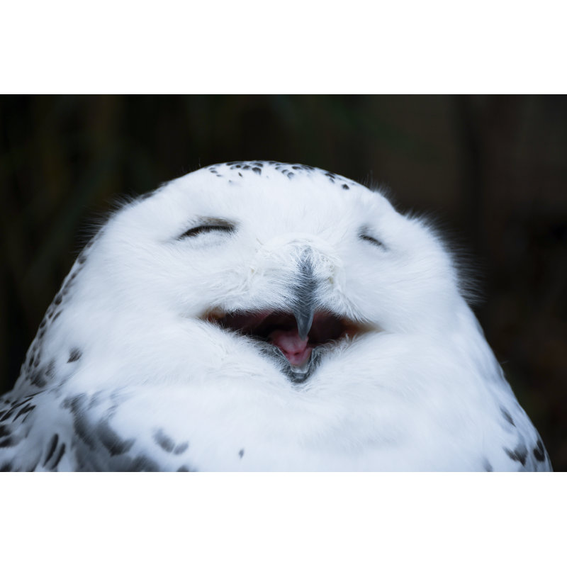 Happy Owl - Wrapped Canvas Print, 81cm H x 122cm W x 3.8cm D