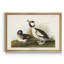 «Buffel Headed Duck», reproduction sur toile encadrée-1227562212-1227562214