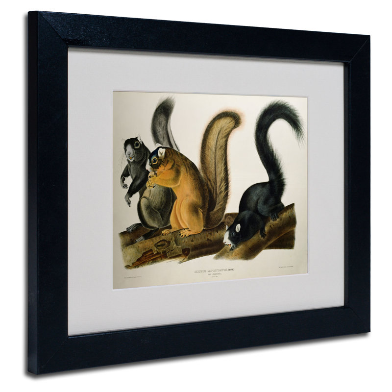 Cadre photo "fox écureuil" , impression sur toile, H 11 po x l 14 po x P 0,5 po, Noir