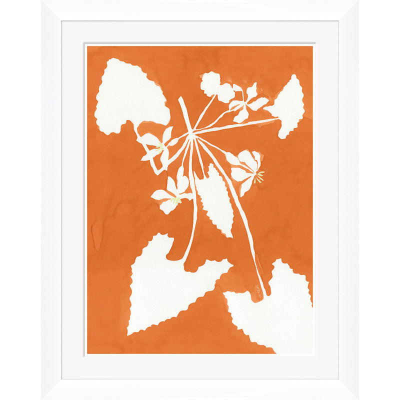 Alocasia