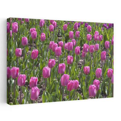 Gros plan sur des fleurs de tulipes dans un jardin, parc Cantigny, Wheaton, Illinois, États-Unis, art mural de fleurs de tulipes