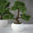 4" Bonsai Tree in Pot