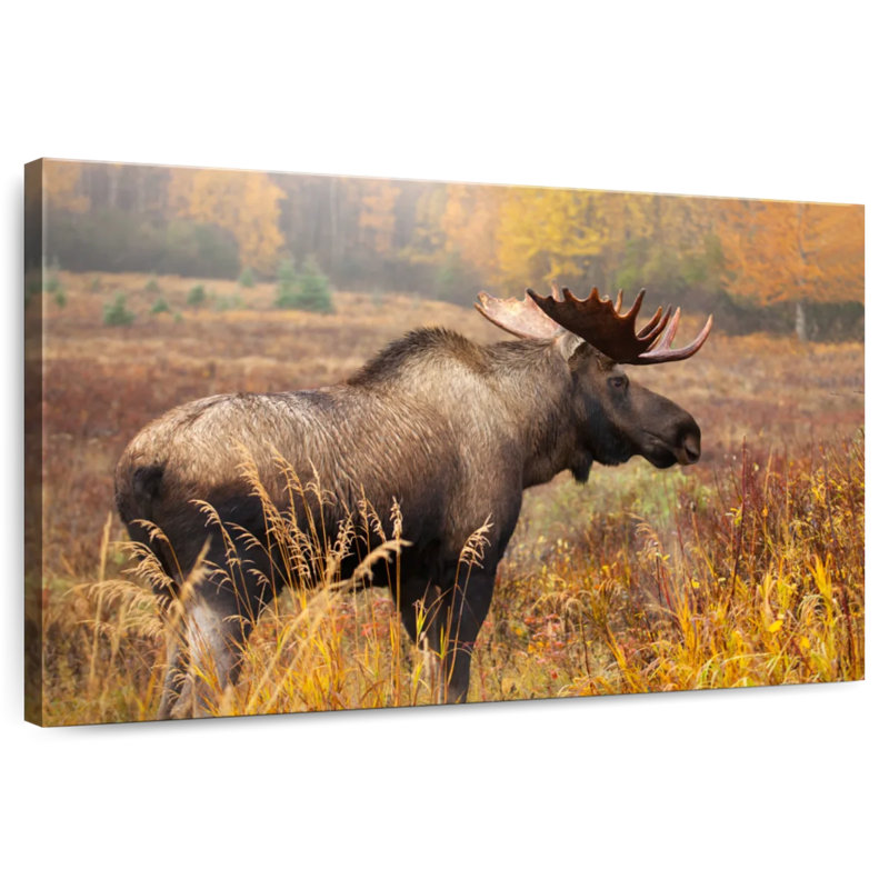 Crowle Mighty Alaskan Moose, H 20 po x l 30 po