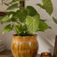 Pot à fleurs décoratif Ashly avec bordure festonnée, céramique texturée verte 11 pouces-130990676-130990677
