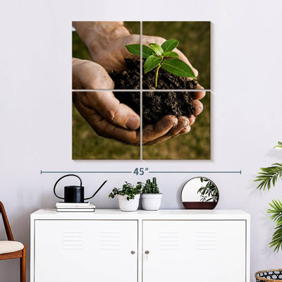 Senne New Seedling Sprouting