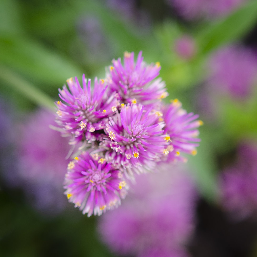 Leinwandbild Cropped Garden Flowers IV von Laura Denardo