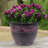 Ranson Plastic Indoor / Outdoor Pot Planter-762102452-793274960