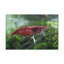 No Frame Print on Canvas