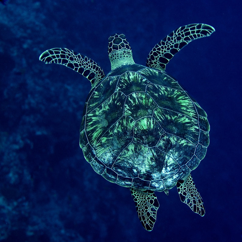 Tortue de mer aux Maldives par Neosummer, H 36 po x l 36 po
