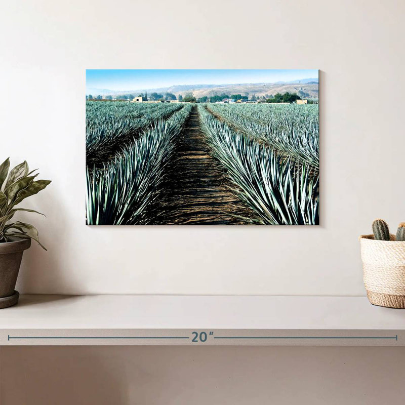 Agave Alvord Farm, H 8 po x l 12 po