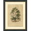 The Plane Tree Print