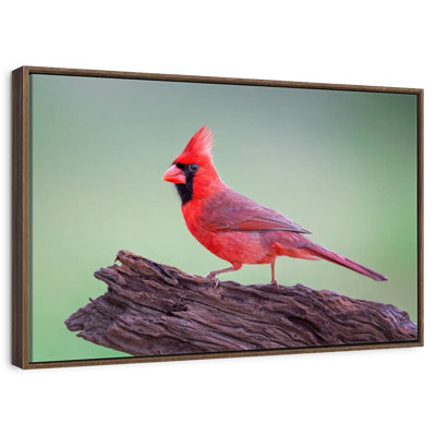 Cardinal On Wood