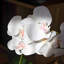 Ornements de fleurs simulées