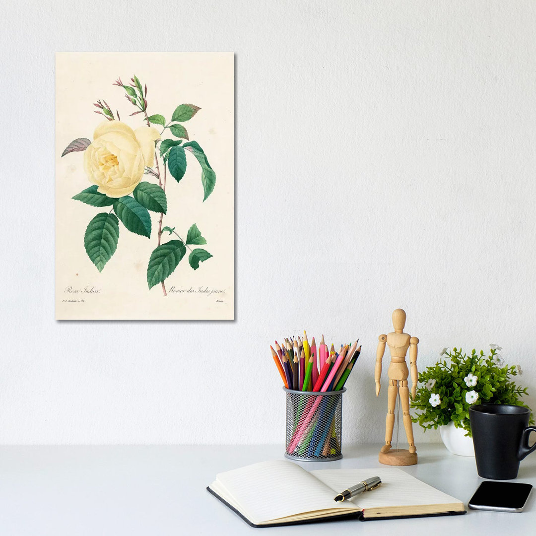 Yellow Rosa Indica, 1827-33 by Pierre-Joseph Redouté - Wrapped Canvas Gallery-Wrapped Canvas Giclée